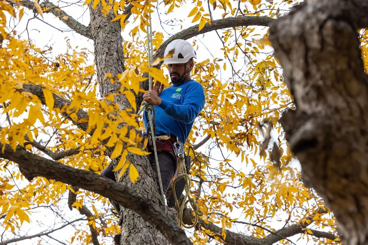 Skilled Tree Transplanting crew working in Tekamah